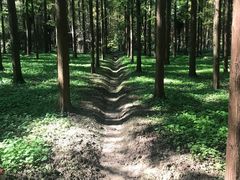 -东平国家森林公园