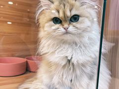 -猫十亿·布偶金渐层·曼基康矮脚猫舍(青年路店)