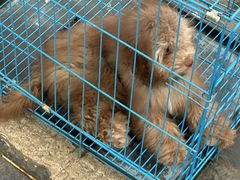 -桂林市花鸟市场