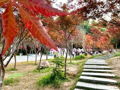 -广州市帽峰山景区
