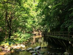 -牛背梁国家森林公园