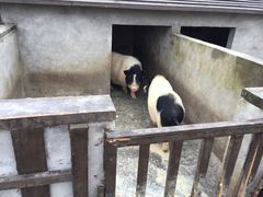 -田园东方蜜桃村的田野营地