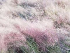 -艾溪湖湿地公园