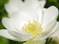 -上海鲜花港
