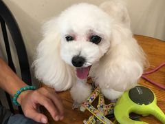 -多卡布奇宠物生活馆(上林世家店)