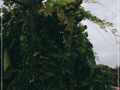 -茯茶镇