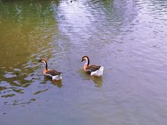 -海珠湖公园