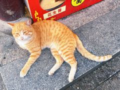 -召稼楼古镇