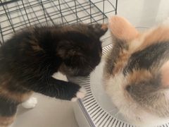-平行世界·猫咖(首经贸店)