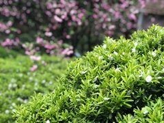-南山植物园