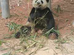 -广州长隆野生动物世界