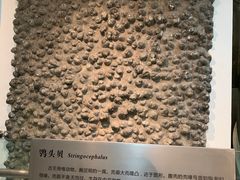 -烟台自然博物馆