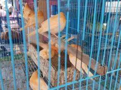 -青石桥花鸟鱼虫市场(叠翠城店)