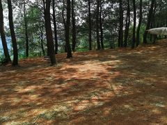 -重庆睡佛山森林公园