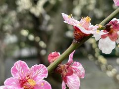 -莘庄公园
