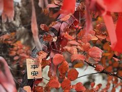 -秦岭终南山世界地质公园翠华山景区