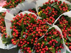 -三圣花乡旅游区