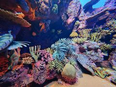 -上海海洋水族馆