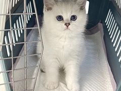 -lincat·猫舍(广州店)