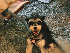 -J Create城市露营咖啡·简餐·宠物(上海动物园店)