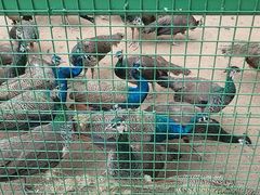 -沈阳鸟岛