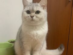 -瑞派·关忠动物医院·猫专科·犬专科(三环新城店)
