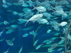 -上海海洋水族馆