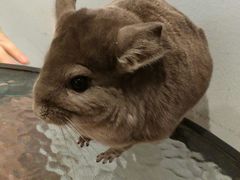 -藦茜花园宠物主题亲子互动体验馆(国顺东路店)