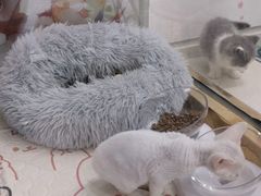-糯米喵星人总部直营旗舰店·猫舍·幼猫出售