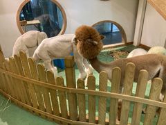 -藦茜花园宠物主题亲子互动体验馆(国顺东路店)