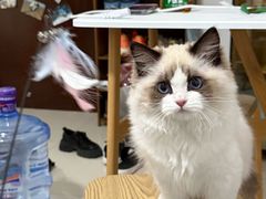 -小猫来了·猫舍(红山六九七九店)