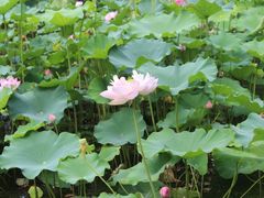 -莲湖公园