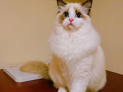 -Pita's&Tika's中东和印度风味餐厅(龙湖天街店)