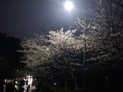 -武汉大学-樱园