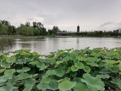 -西海子公园