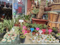 -双季花艺园艺市场(浦东店)