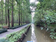 -东平国家森林公园