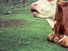 -硗碛藏寨·神木垒景区