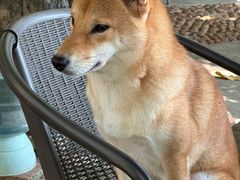 -柴犬高等学院·狗咖·柴犬售卖·宠物训练