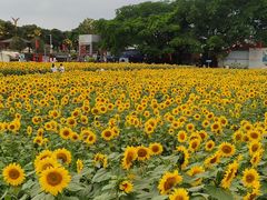 -光明小镇欢乐田园