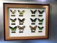 -上海昆虫博物馆