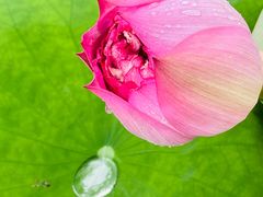 -陈家山荷花公园