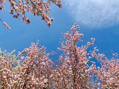 -海棠花溪(元大都城垣遗址公园)