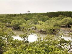 -北海金海湾红树林生态旅游区