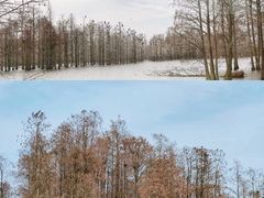 -池杉湖湿地公园