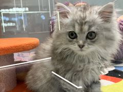 -babydoll猫舍·米努特·德文·缅因(久光中心店)