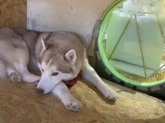 -Husky Go! 哈士奇体验馆·宠物咖啡厅狗咖