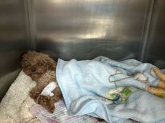 -美联众合动物医院·24h京西诊疗中心