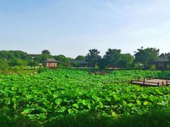 -鹅湖玫瑰文化园