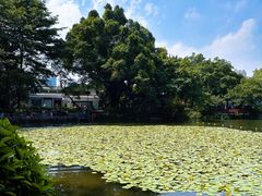 -荔湾湖公园